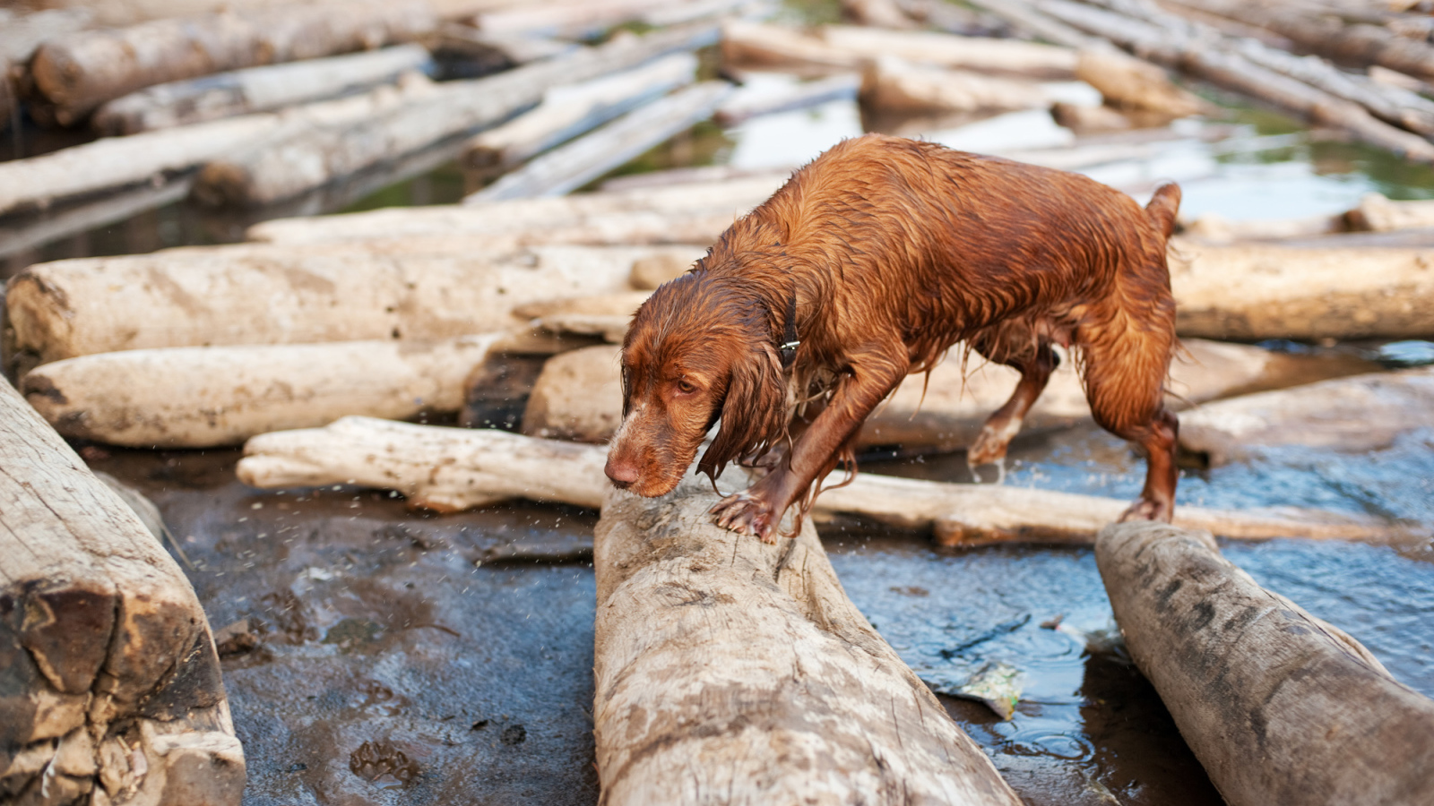 Мокрый спаниель на бревнах