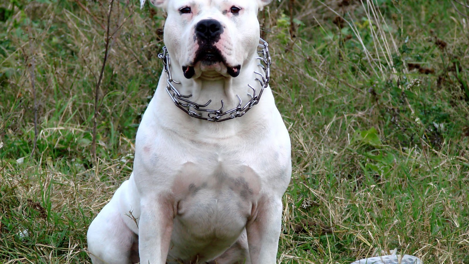 Белый американский стаффордширский терьер