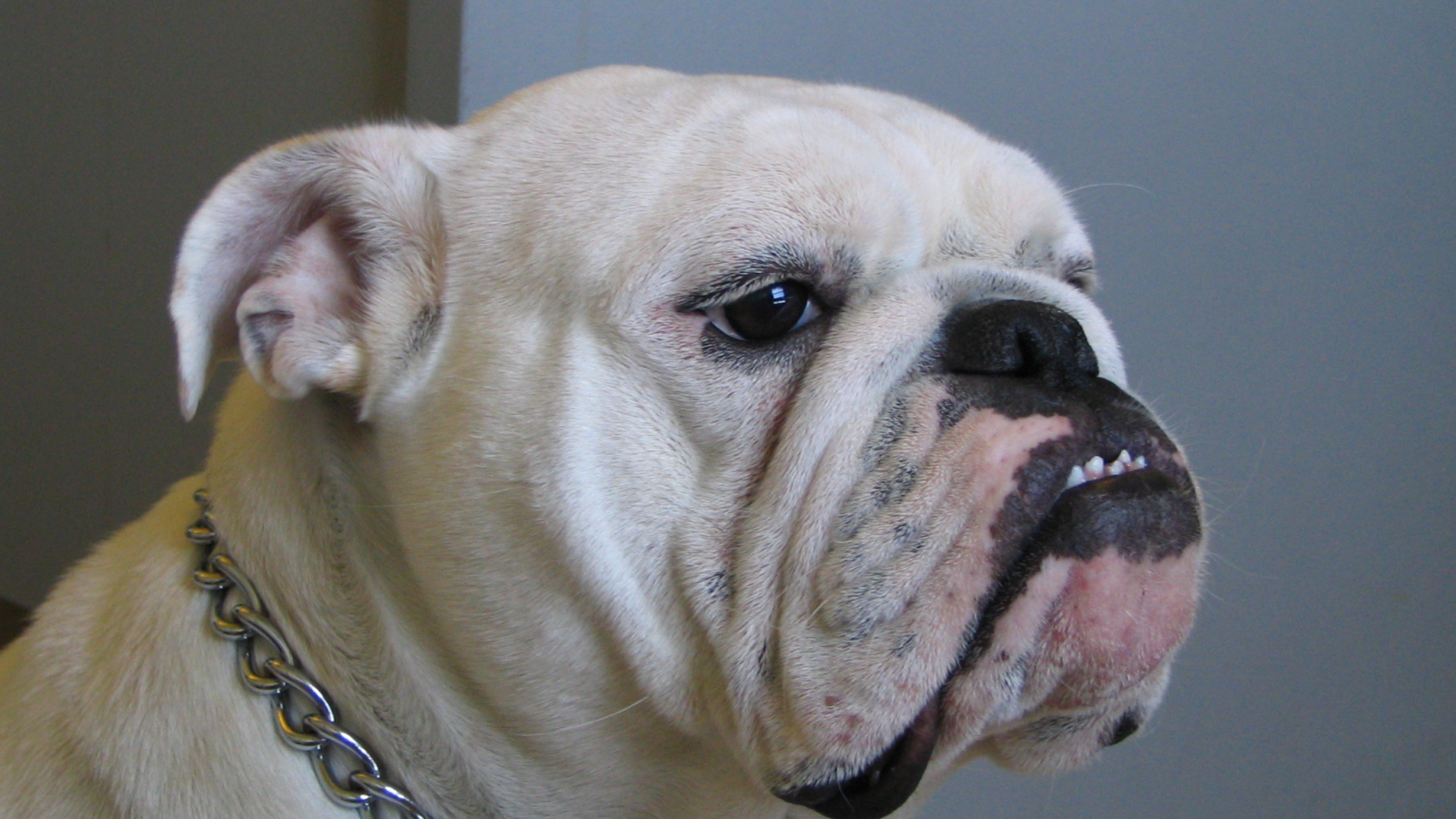 Белый английский бульдог