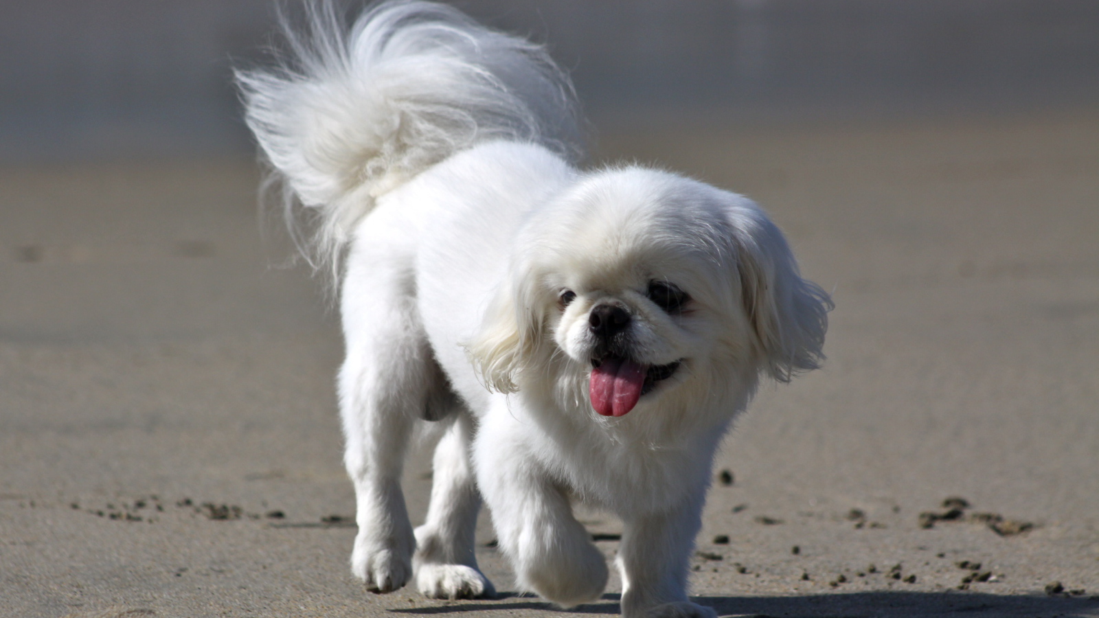 Белый пекинес на пляже