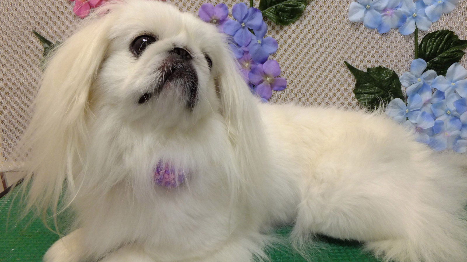 Белый причесанный пекинес