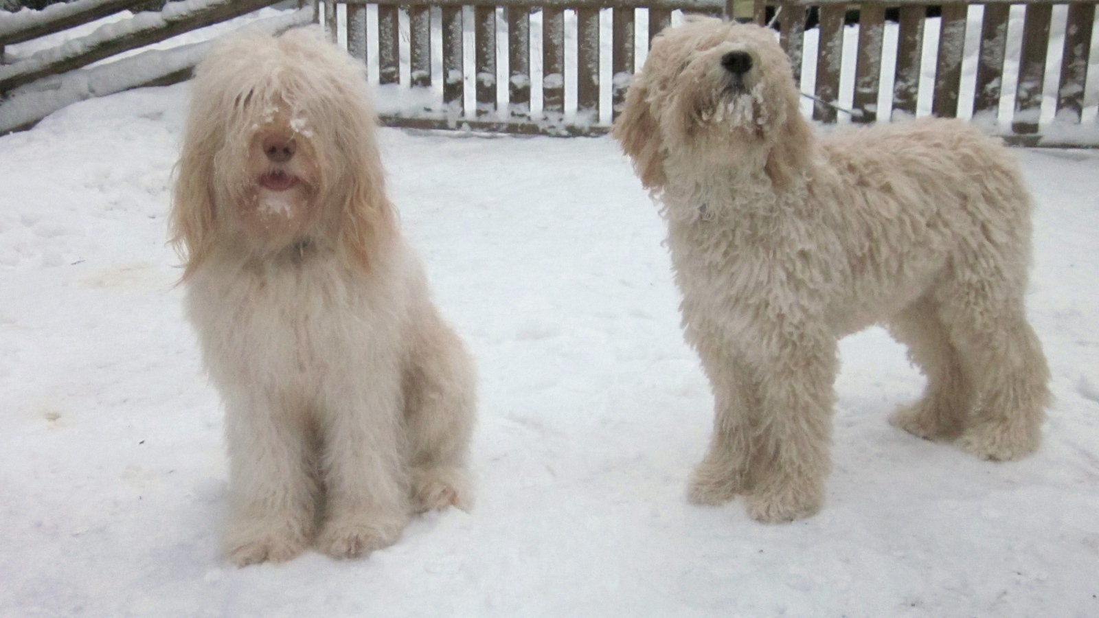 Белые собаки барбет