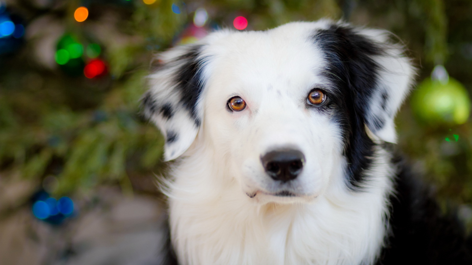 Белая морда собаки