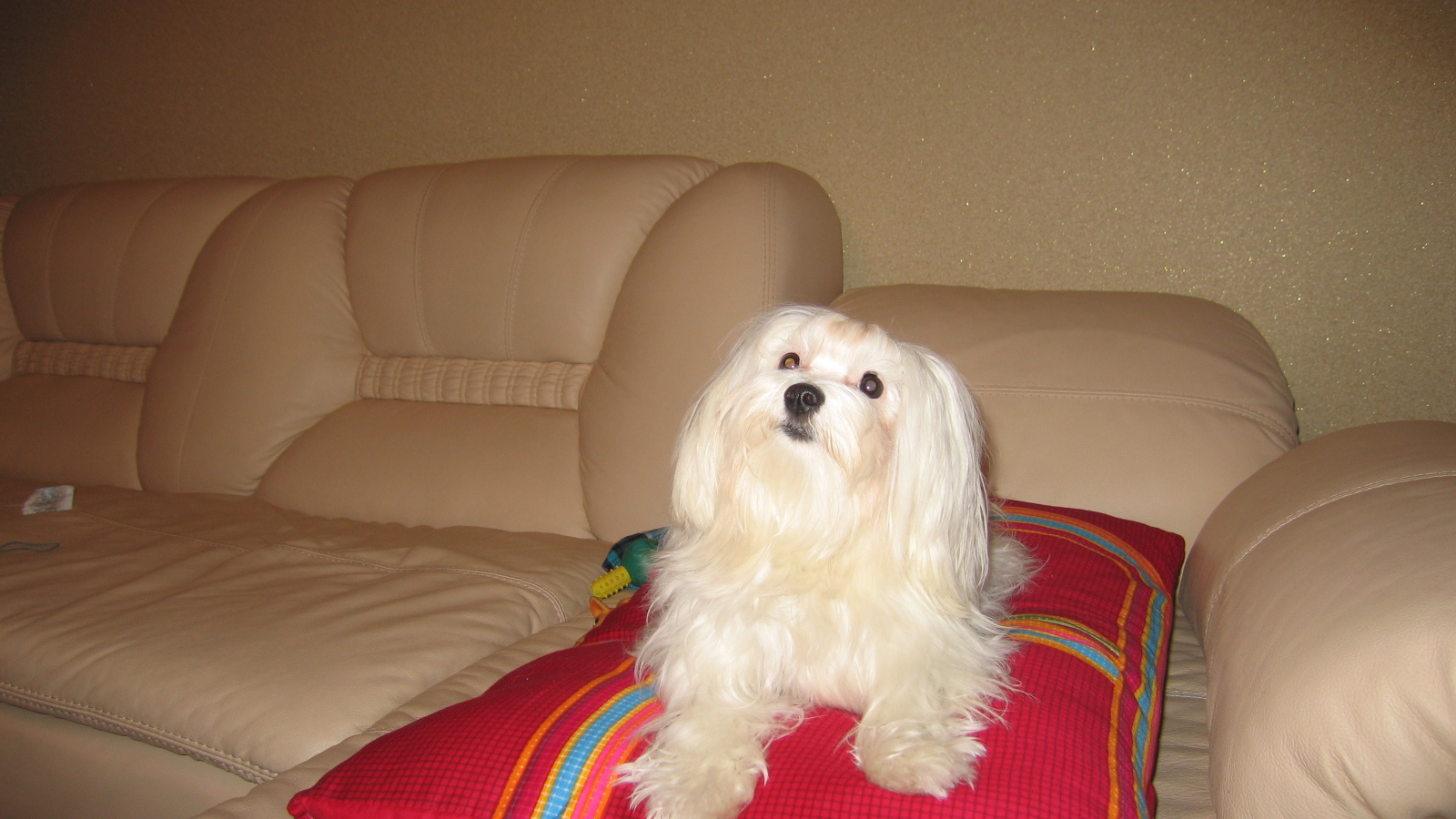 Белая болонка на диване