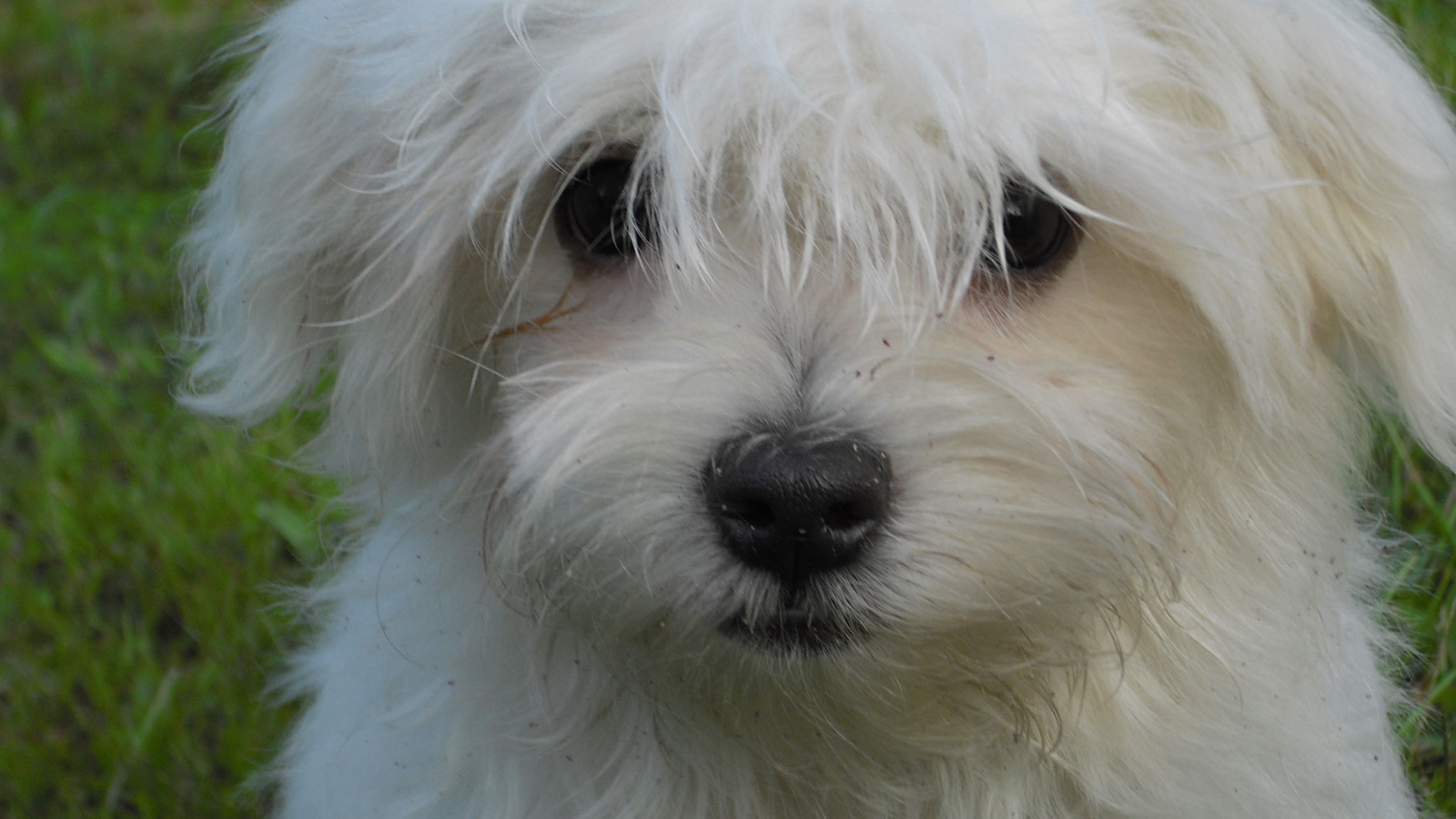 Белая болонка на газоне