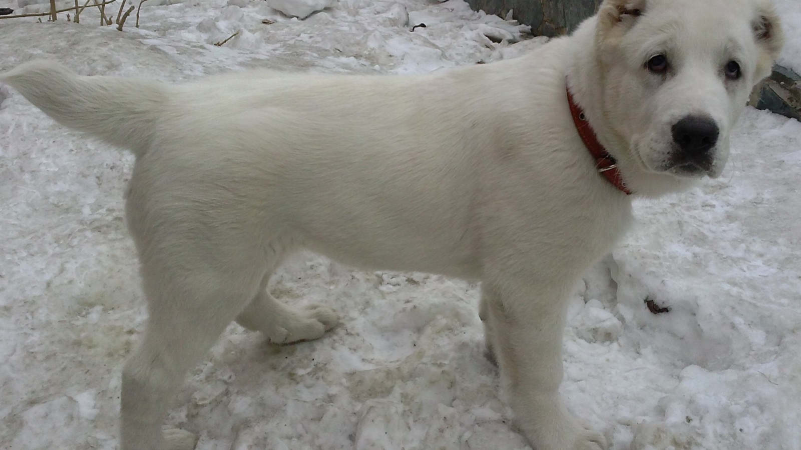 Белый щенок алабая