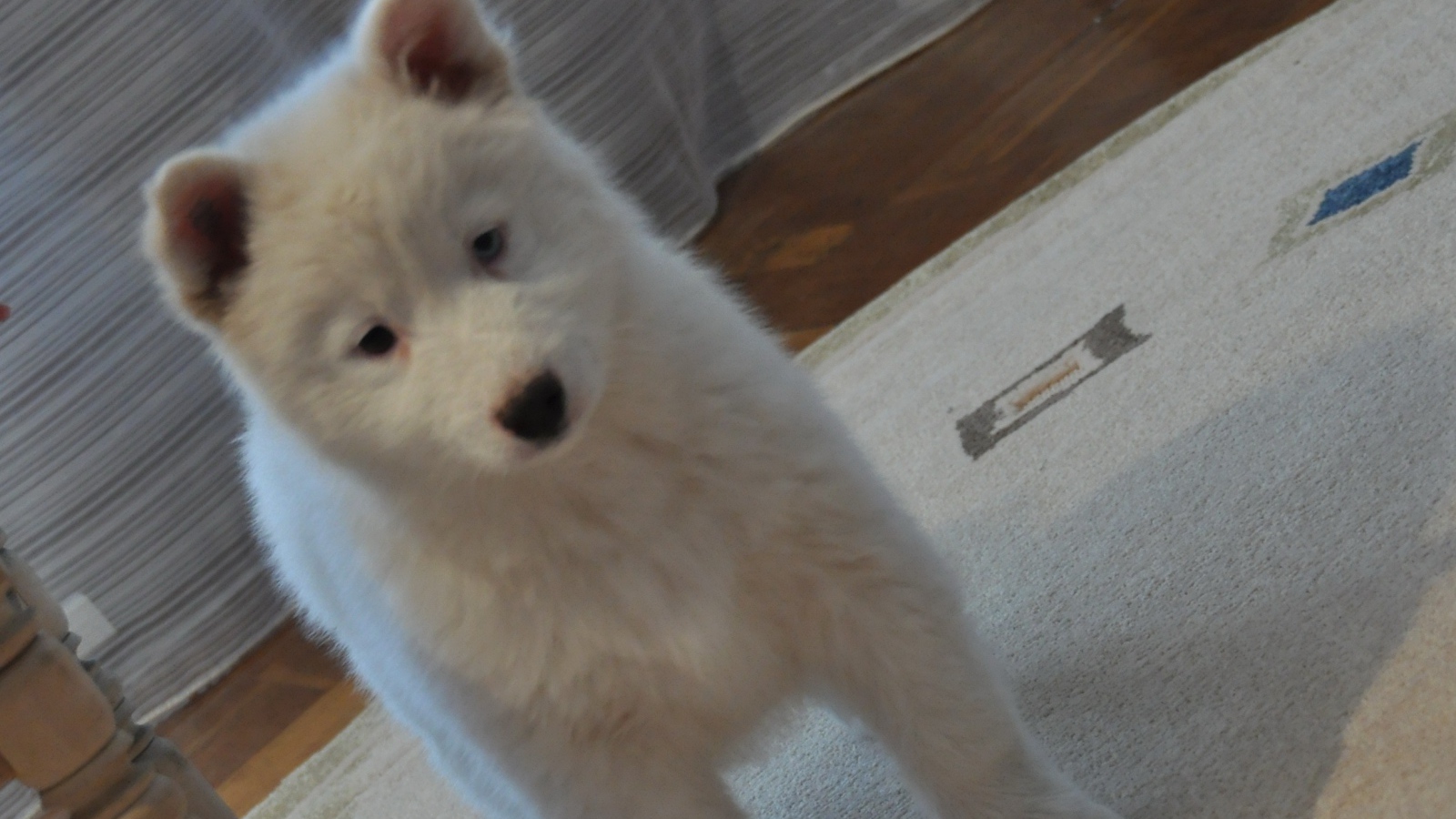 Белый щенок лайки