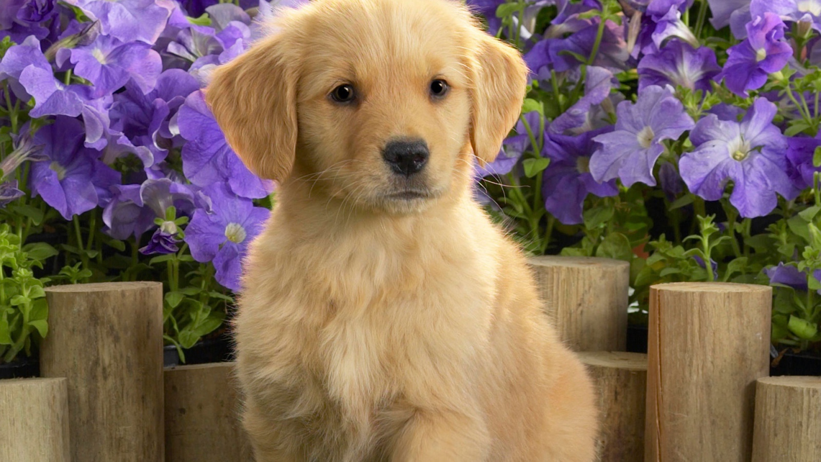 Щенок желтого лабрадора 