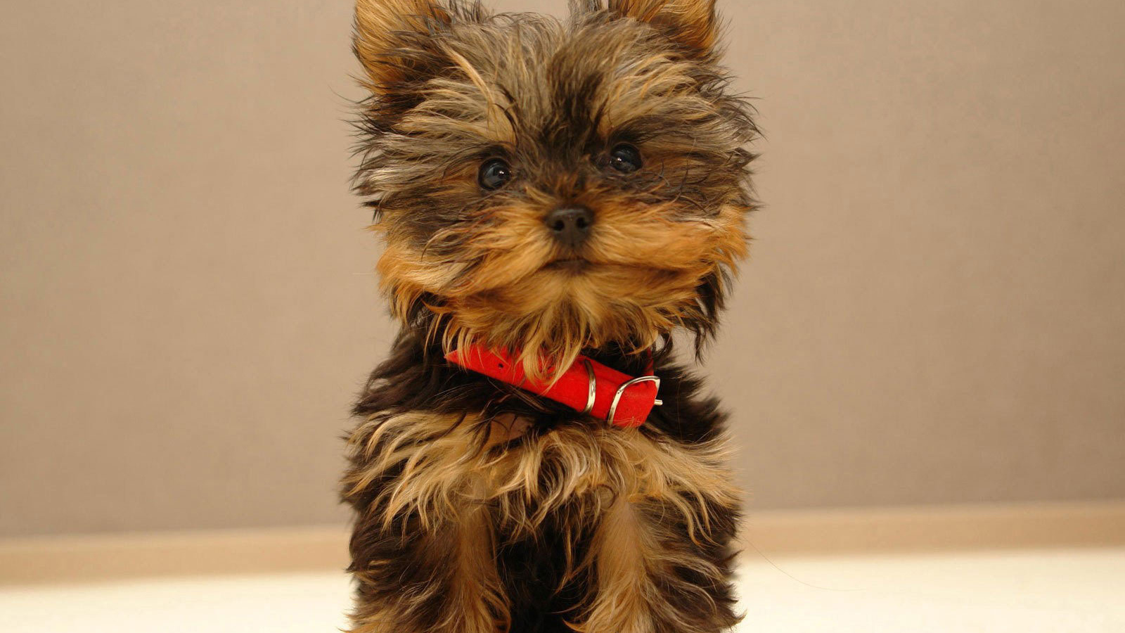 Щенок йоркширского терьера