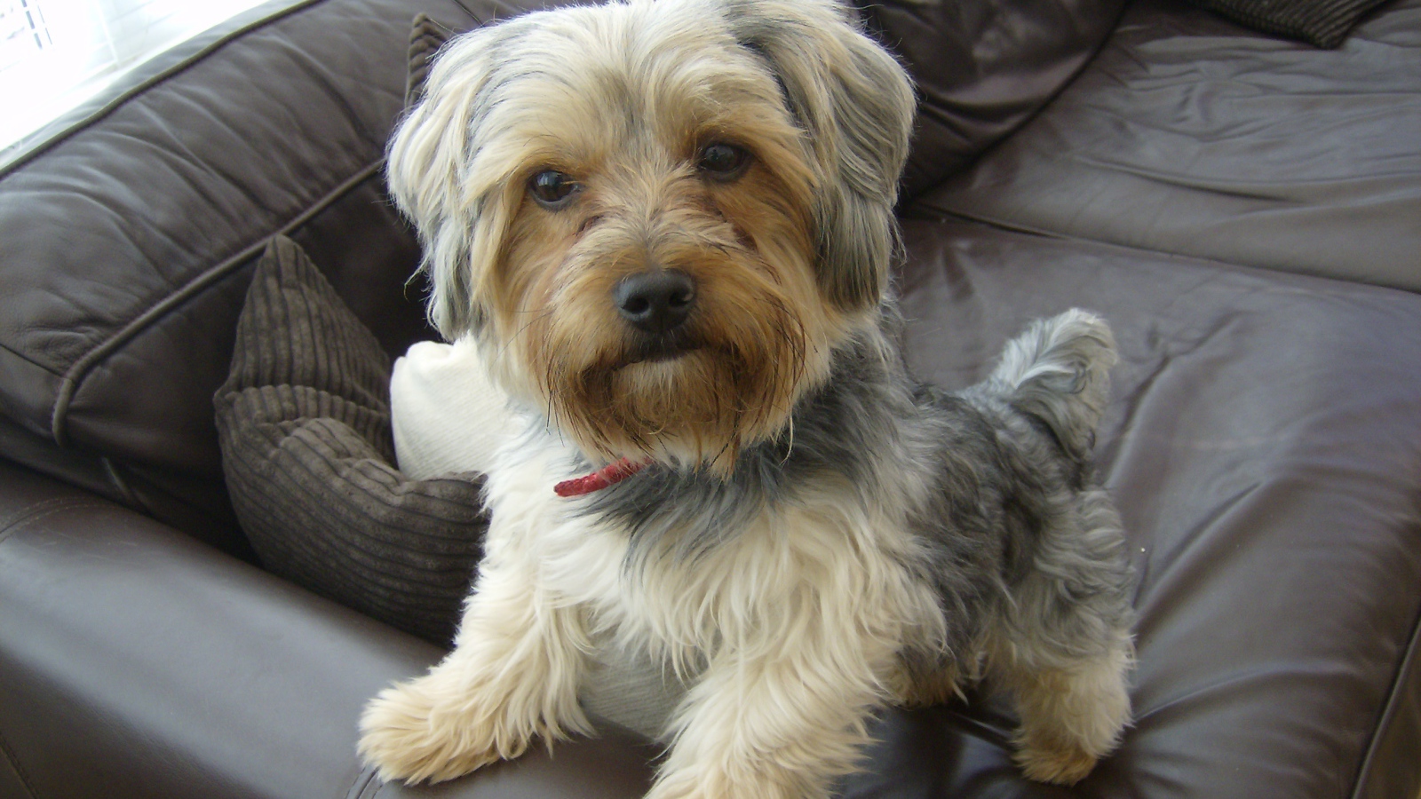 Йоркширский терьер на диване