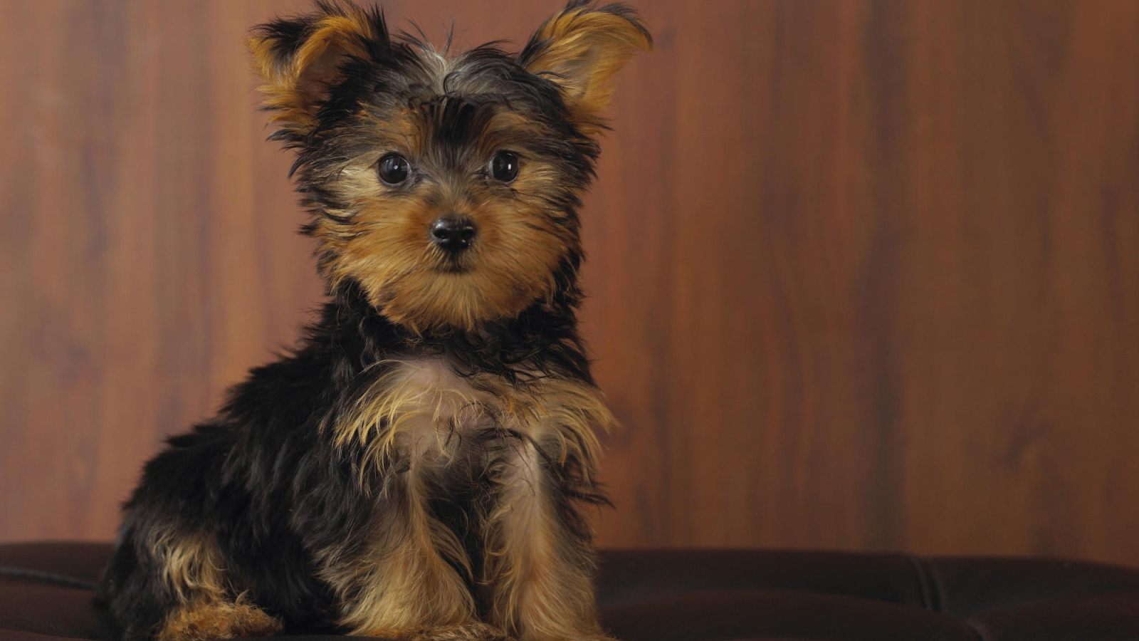 Йоркширский терьер позирует