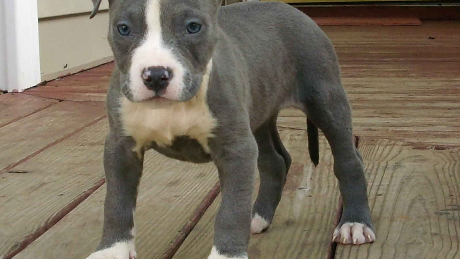 Молодой американский стаффордширский терьер