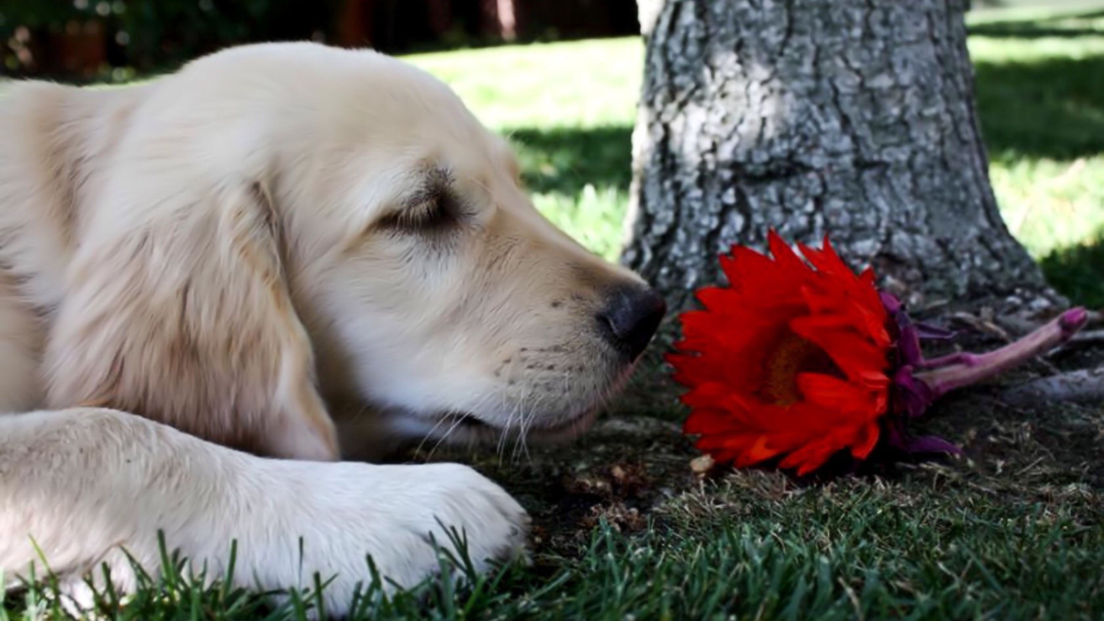 Собака нюхает цветок