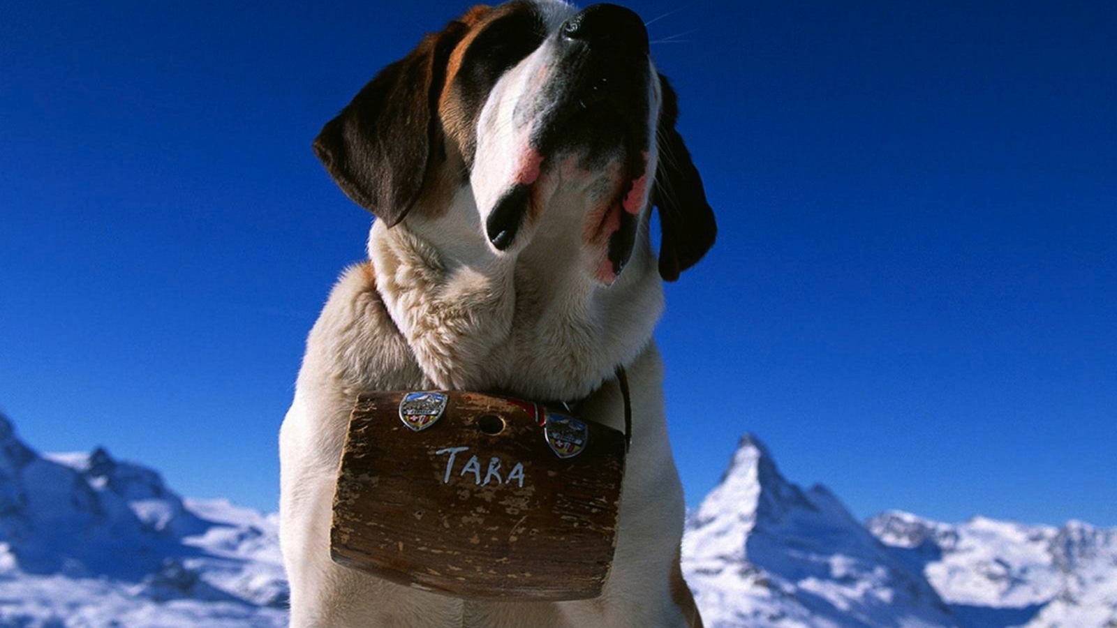 Собака горный спасатель