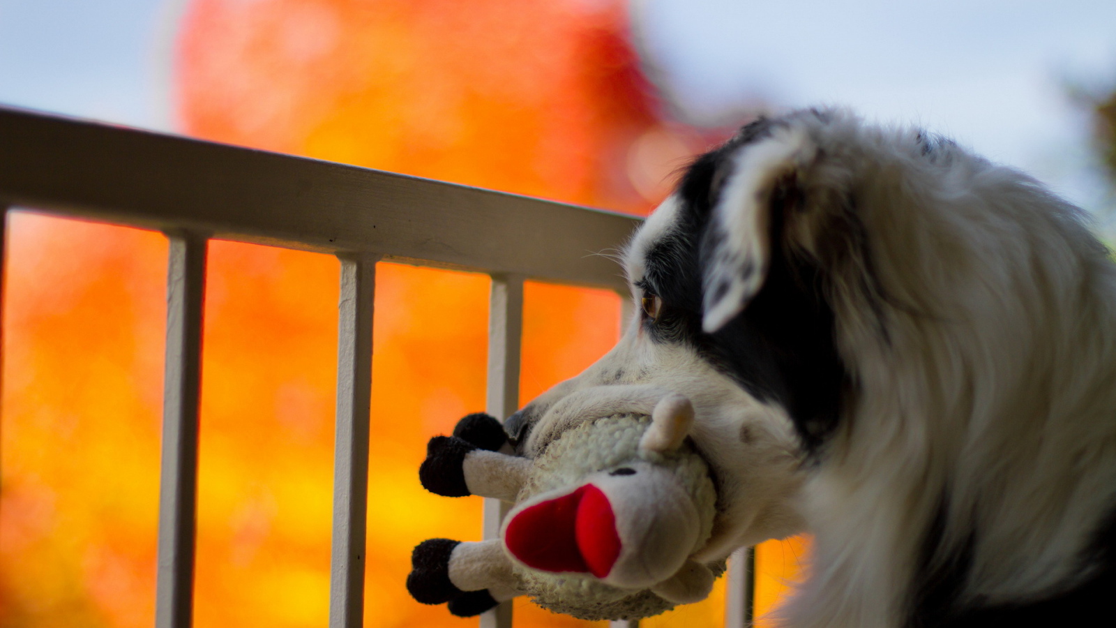 Собака с любимой игрушкой