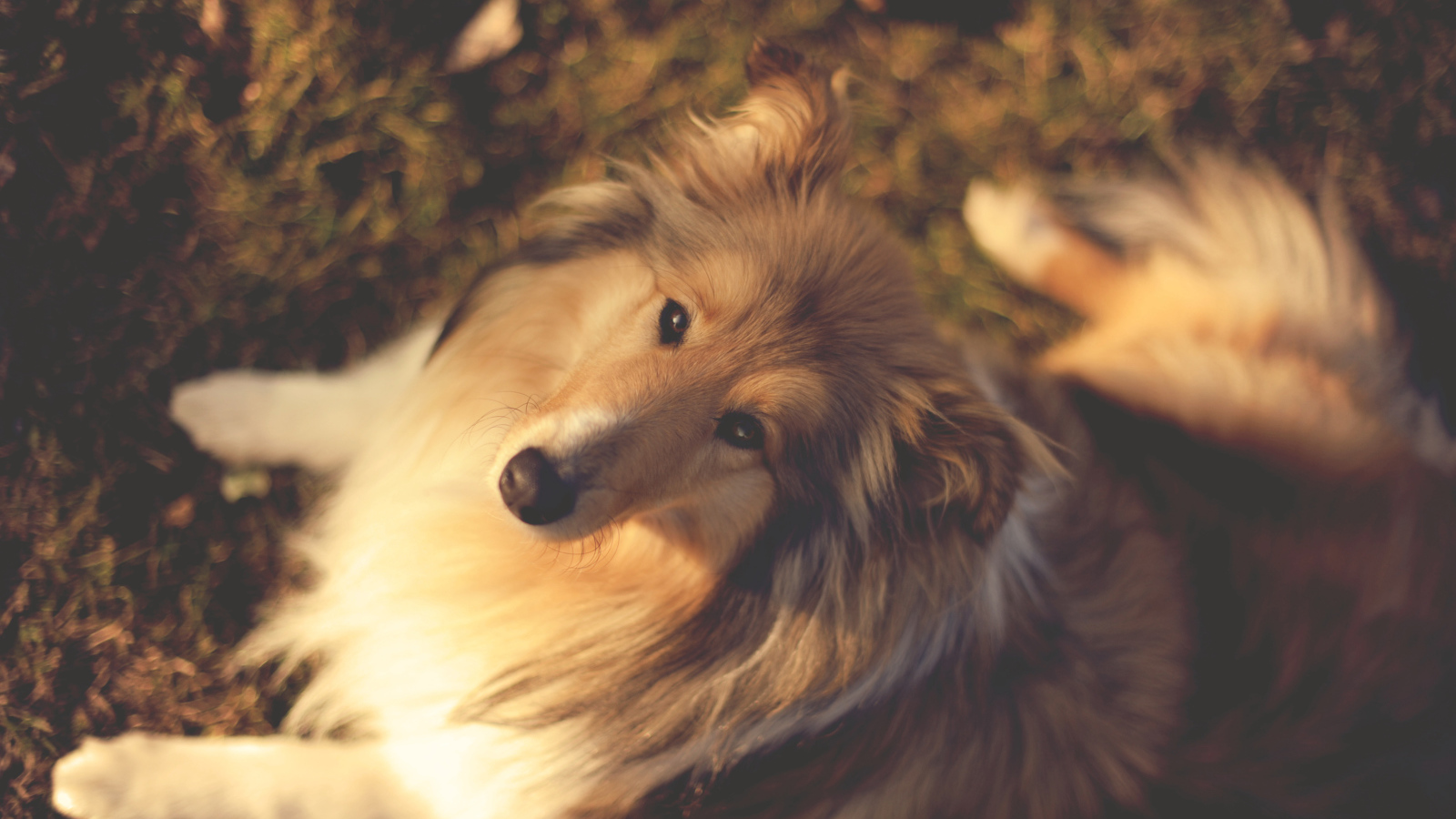 Колли сидит на земле