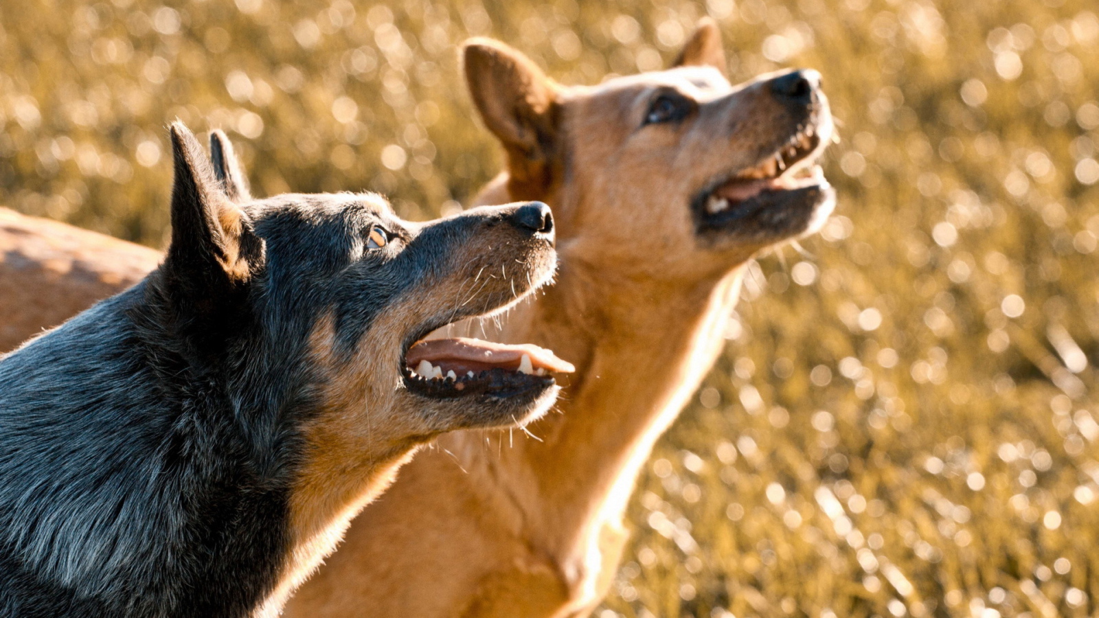 Собачий дуэт