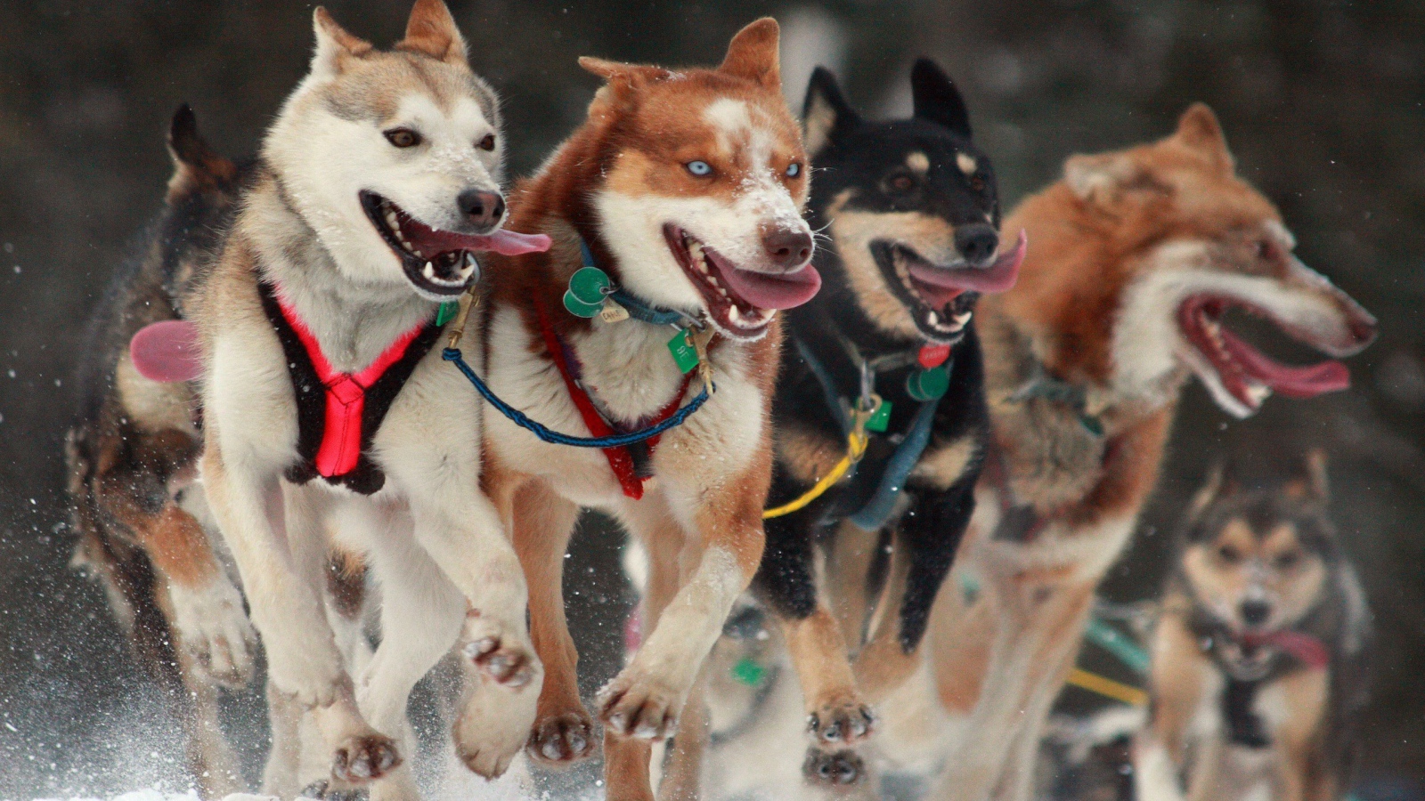 Собаки в упряжке