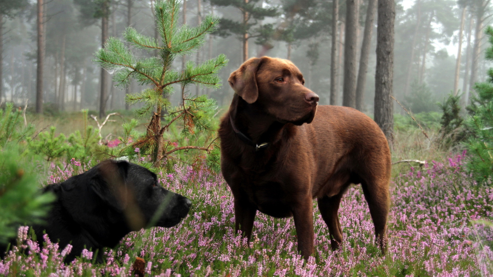 Собаки в лесу