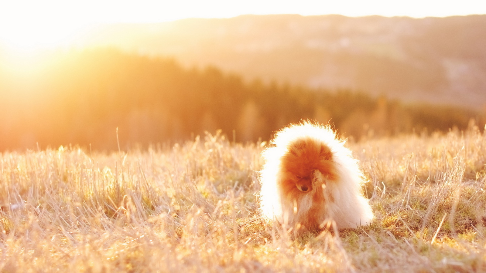 Пушистая собака