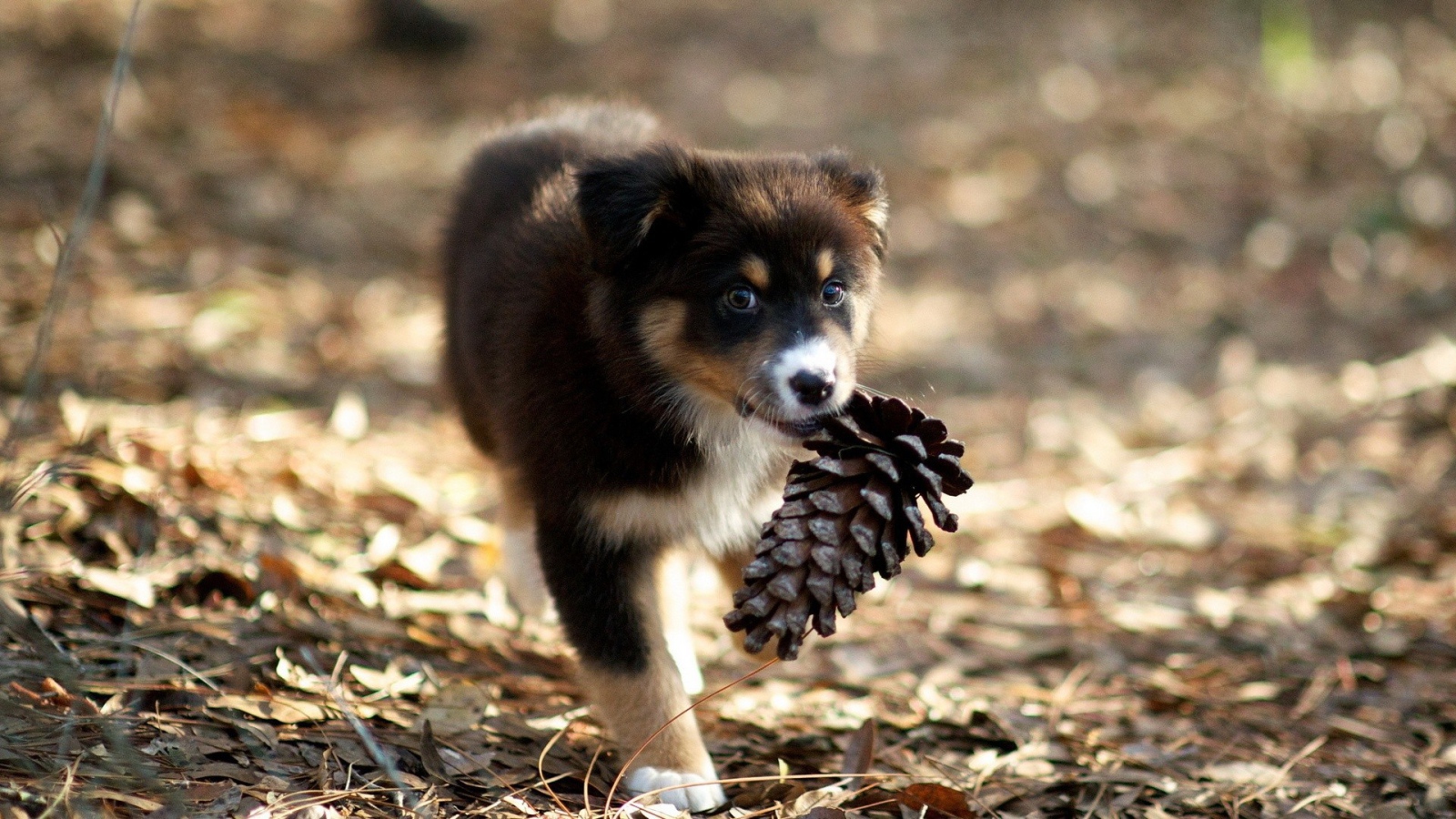 Щенок несет шишку