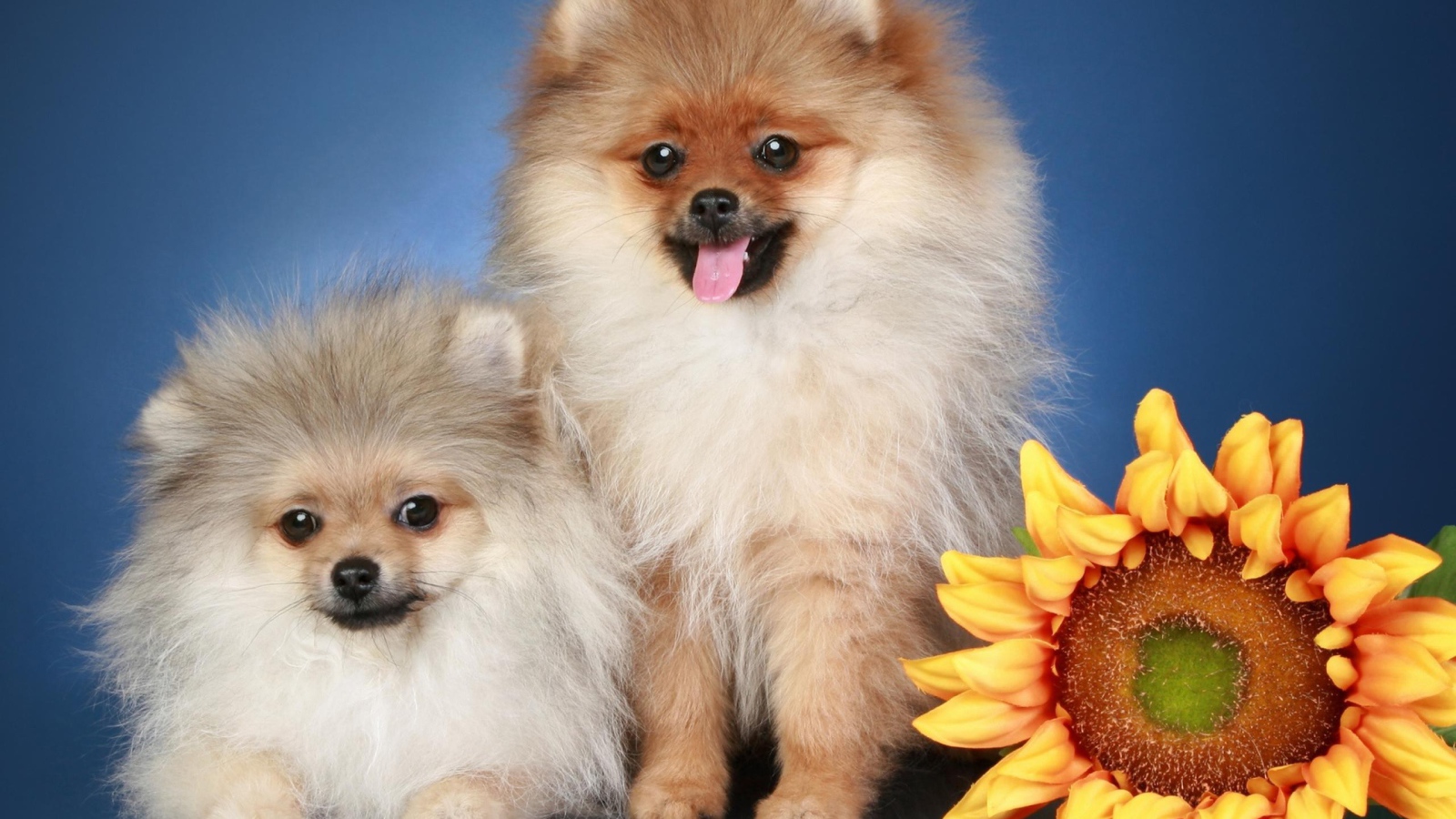 Две пушистые собаки