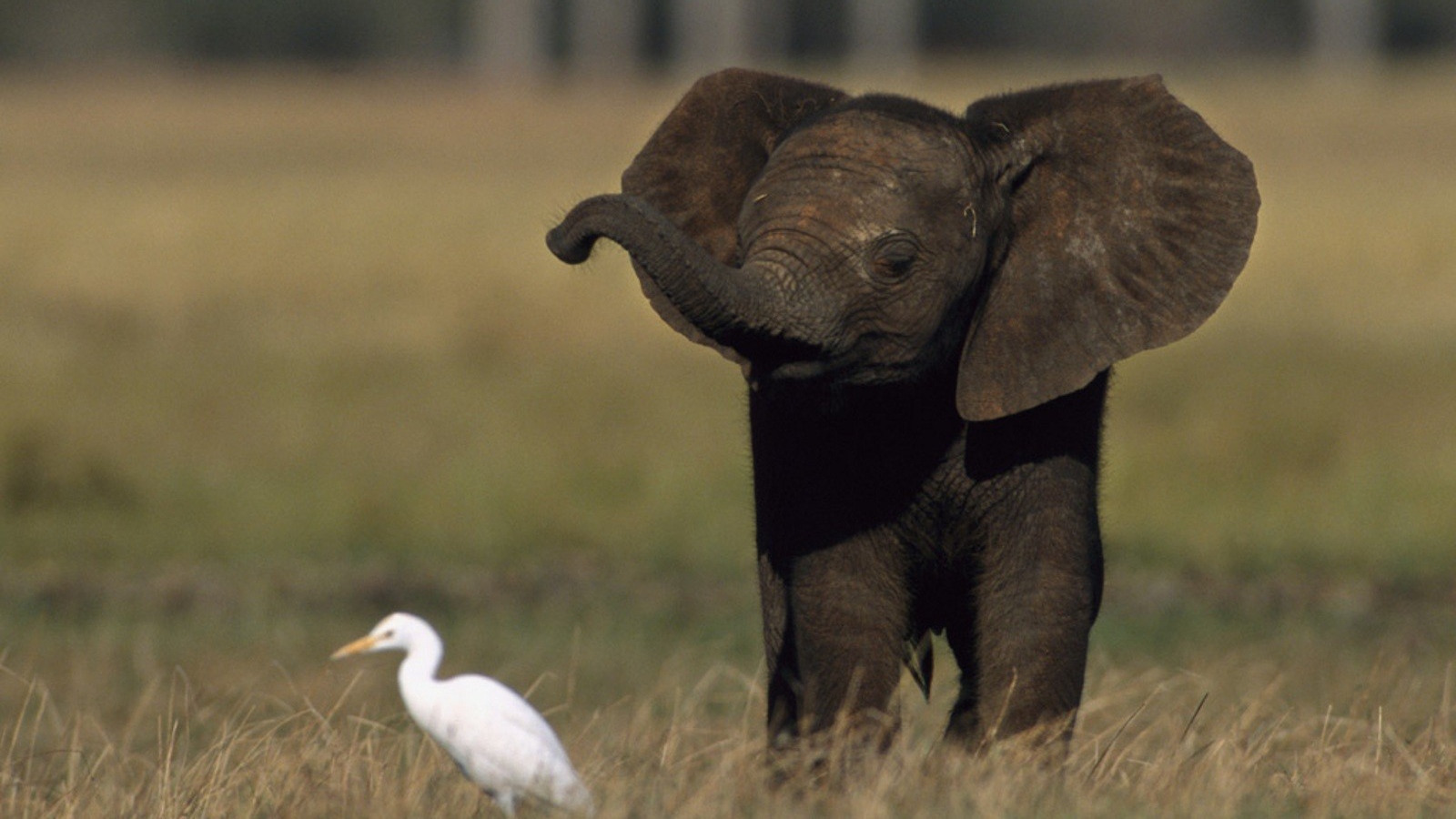 Слоненок и птица