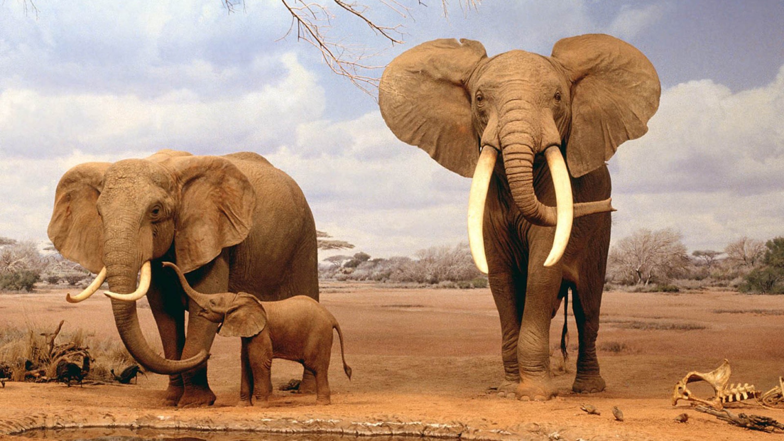 	   The family of African elephants