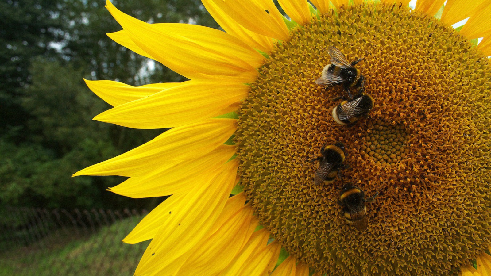 Пчелы на подсолнухе