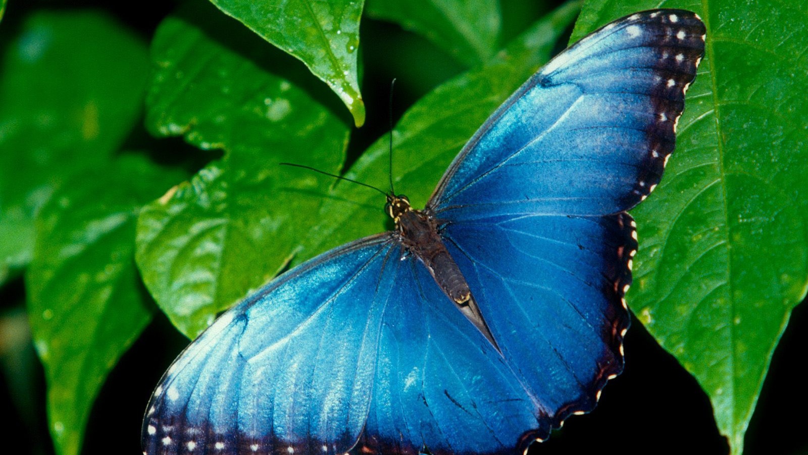 Голубая бабочка