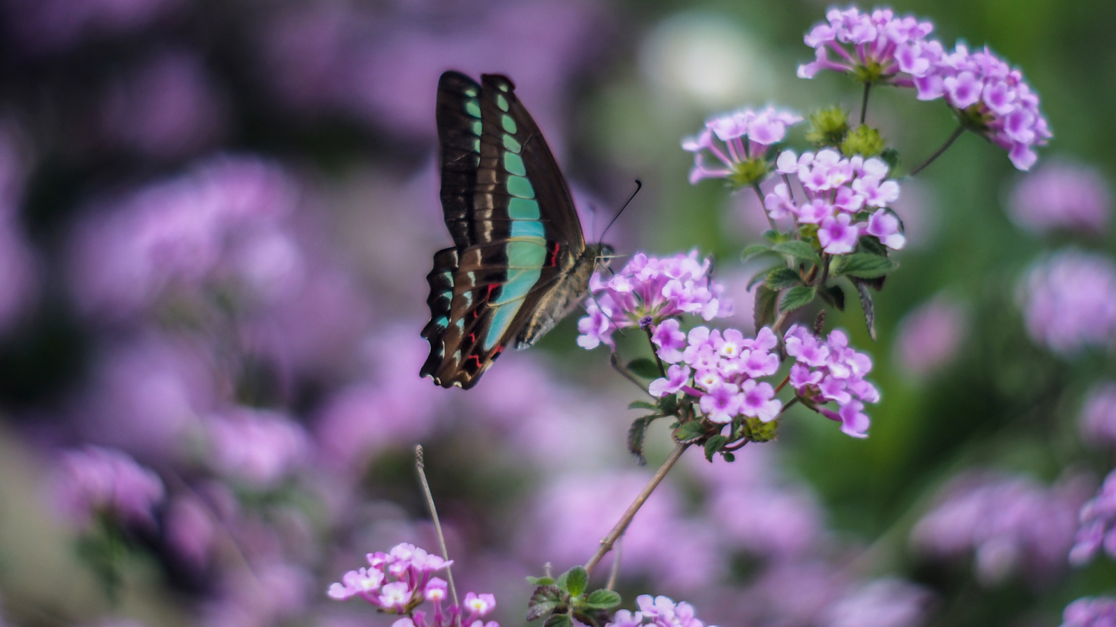 Бабочка на сиреневых цветках