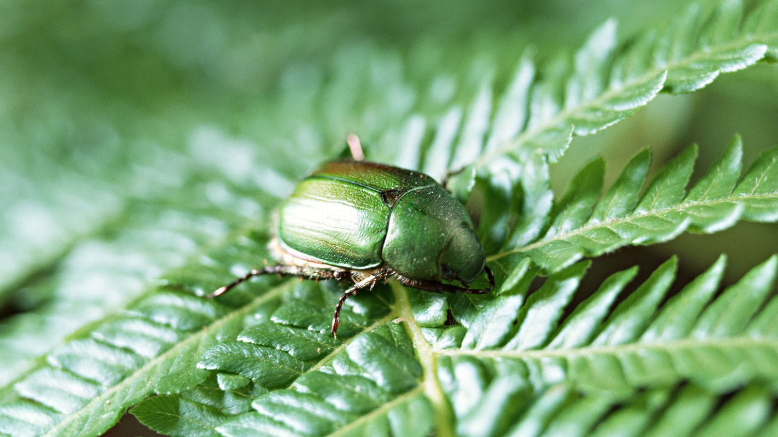 Японский жук