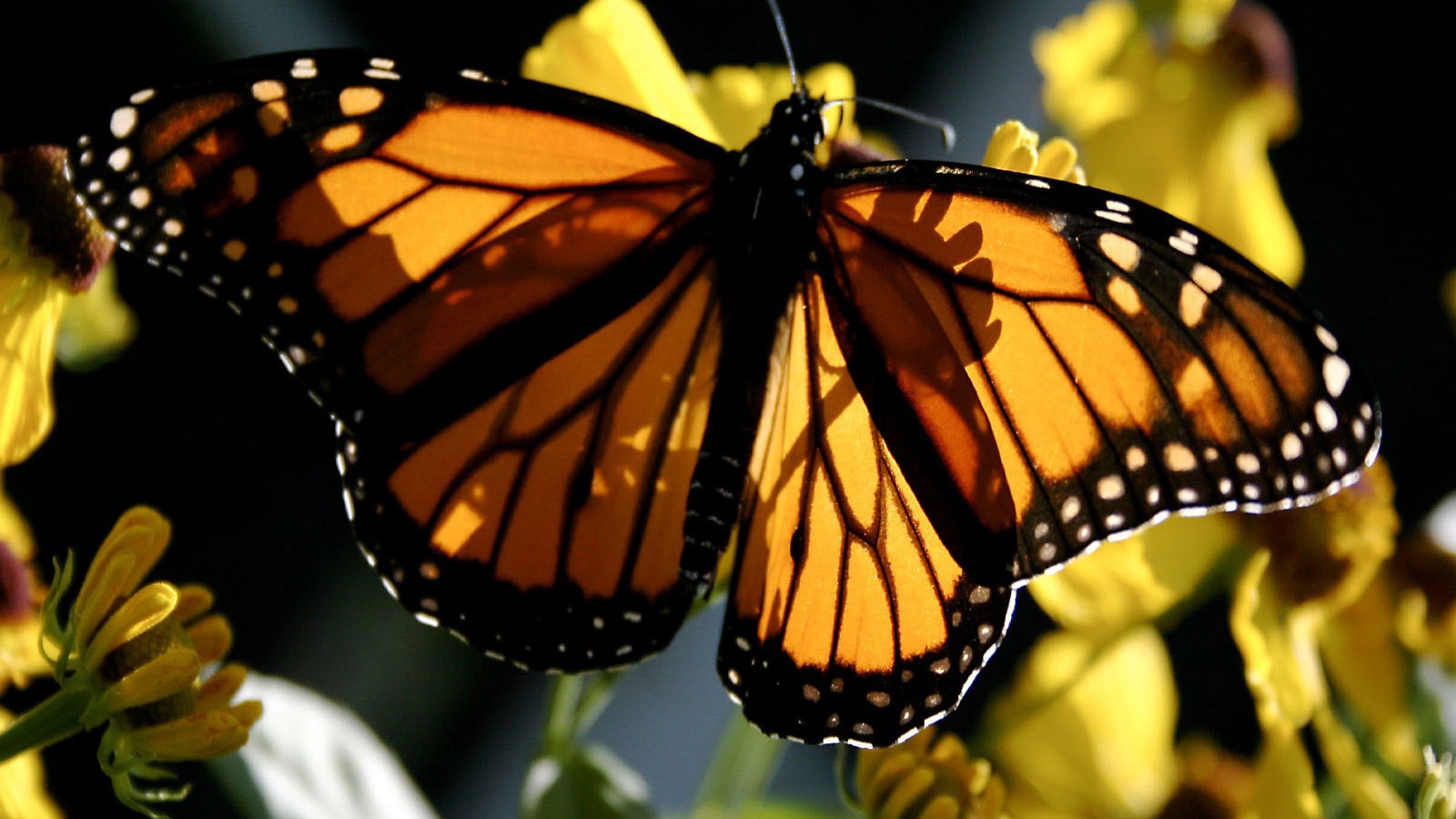 Бабочка Монарх