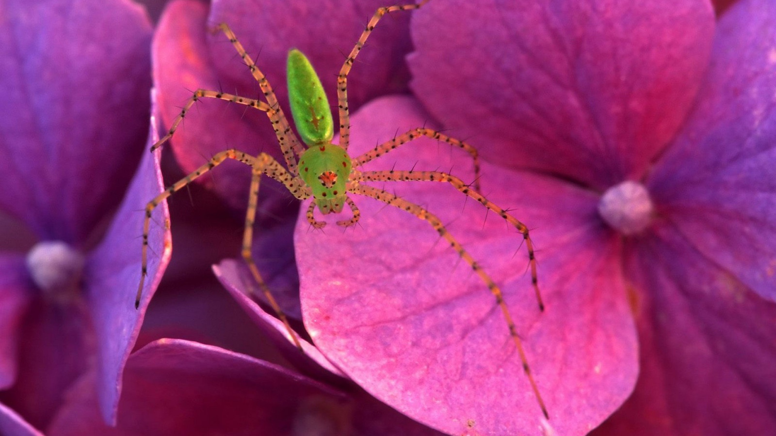 Паук на розовых цветках