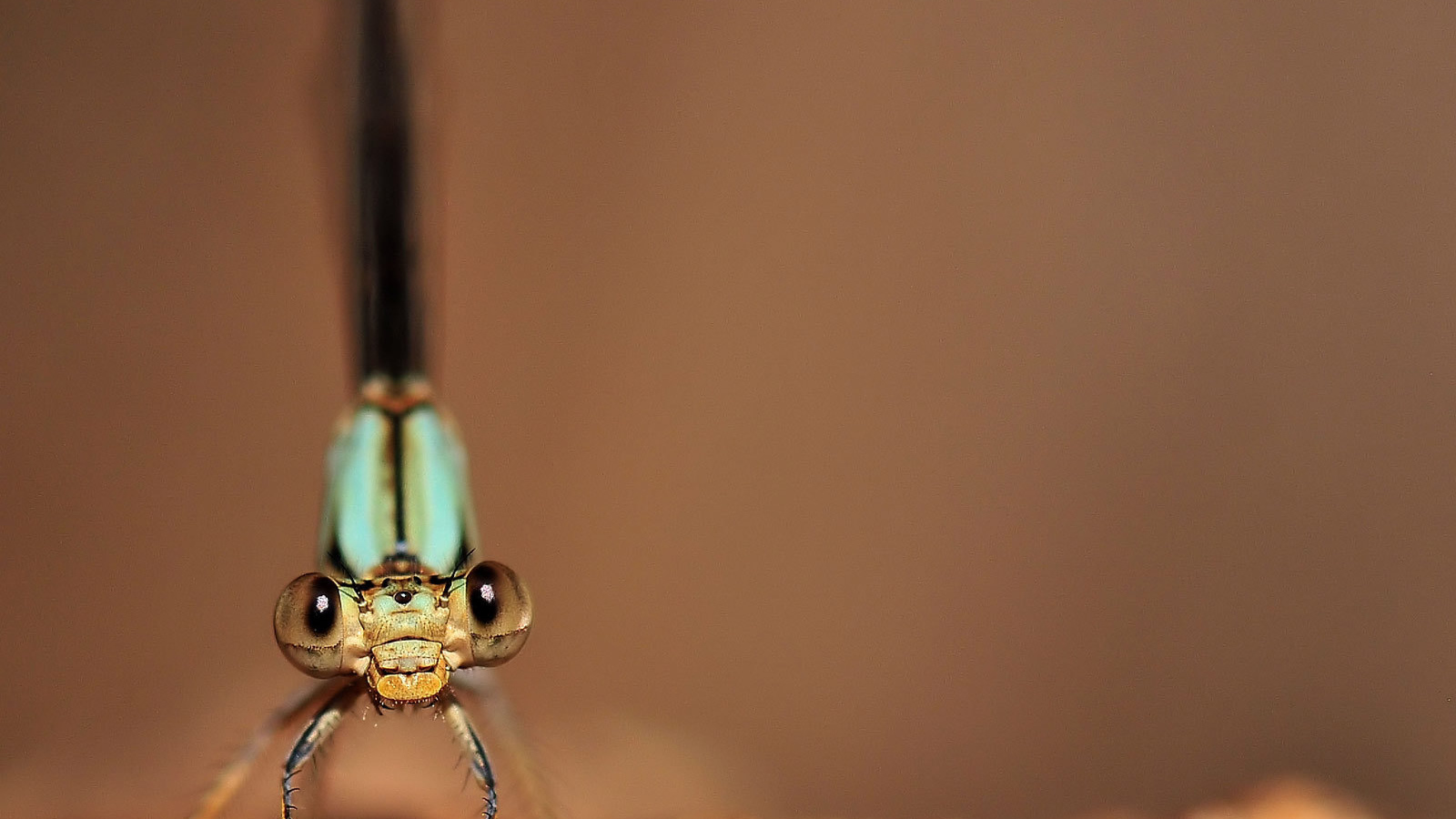 Глаза стрекозы