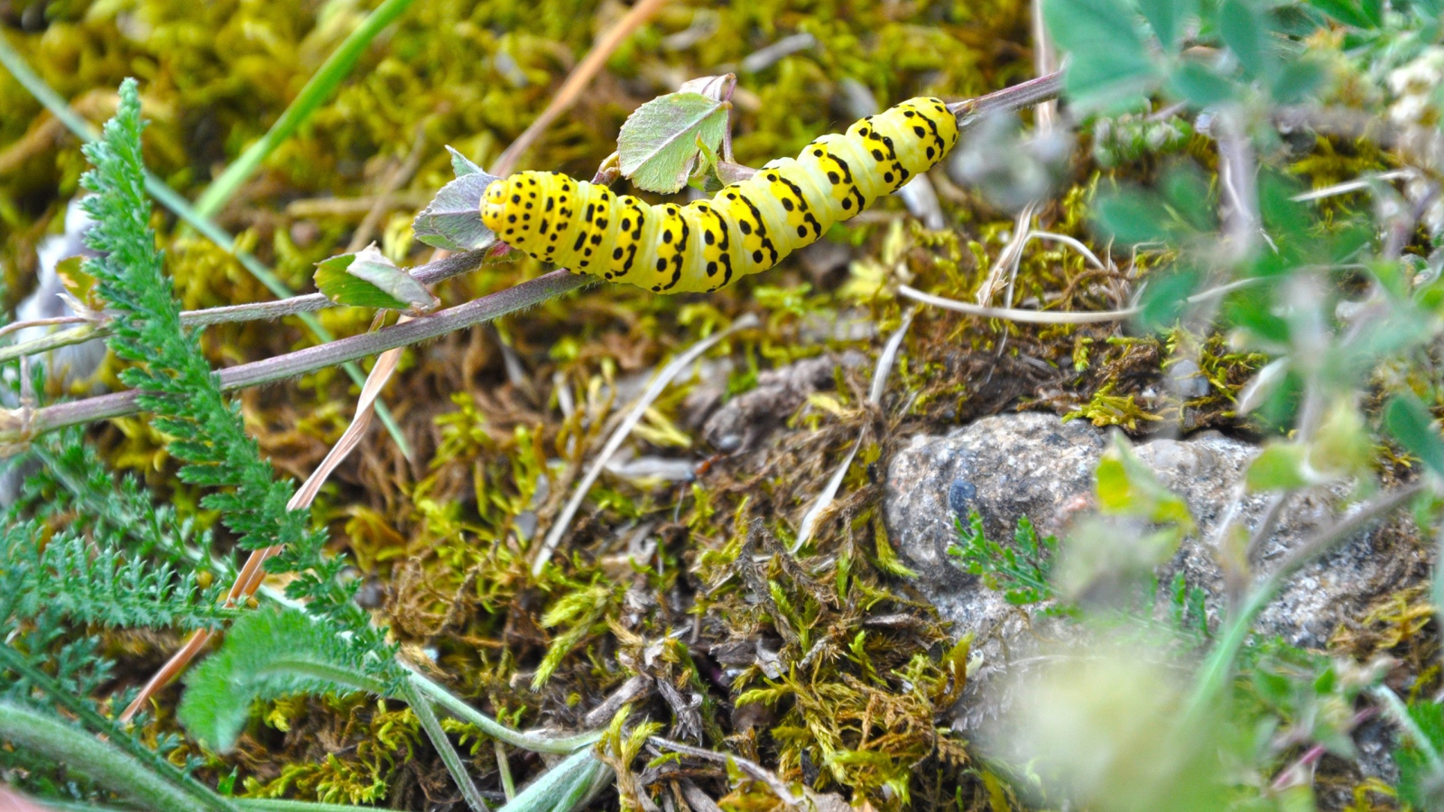 Желтая гусеница