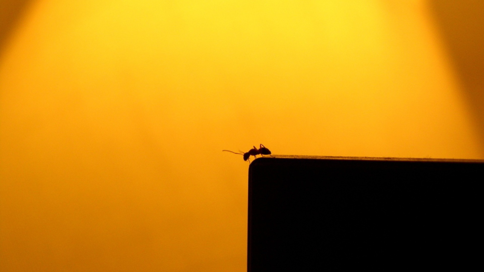 Муравей на краю пропасти