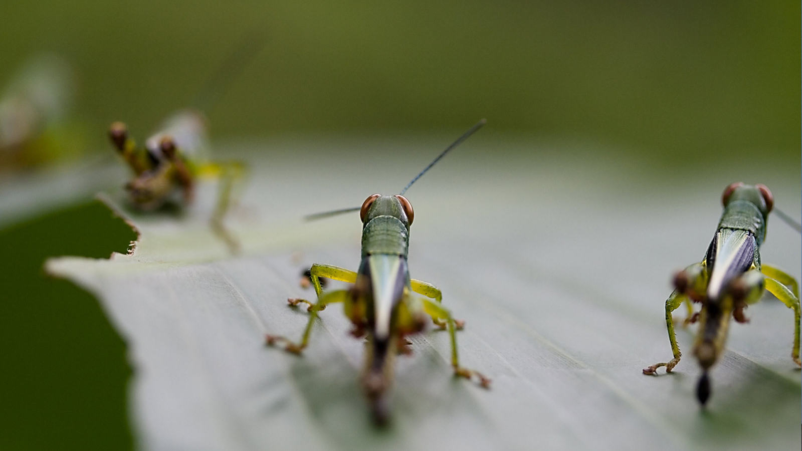 Саранча на листке