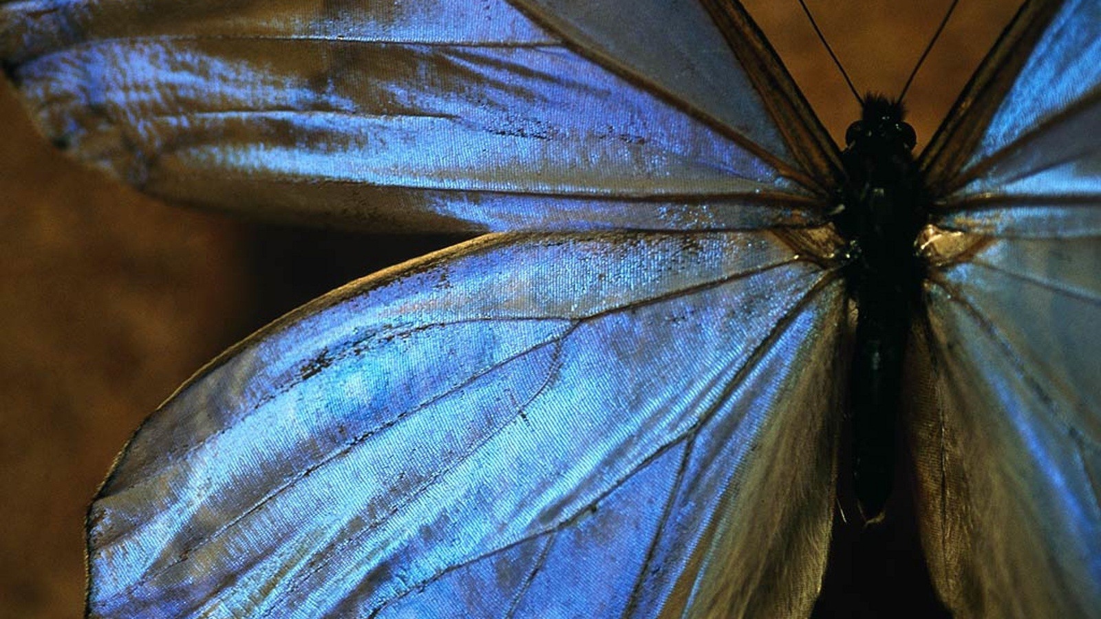 Большая голубая бабочка