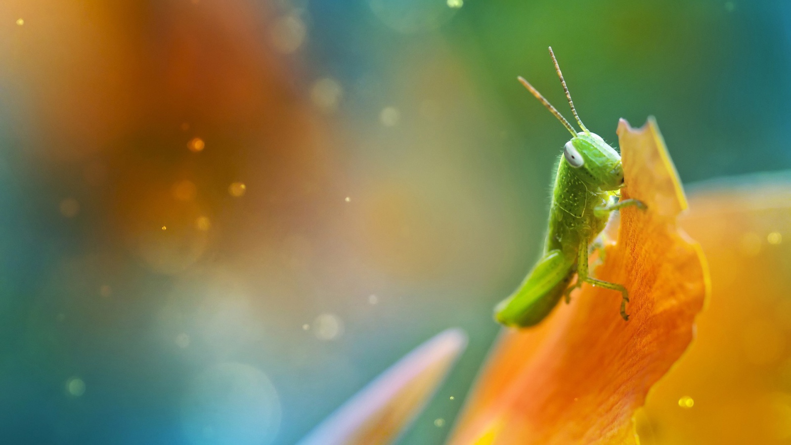 Саранча ест лист