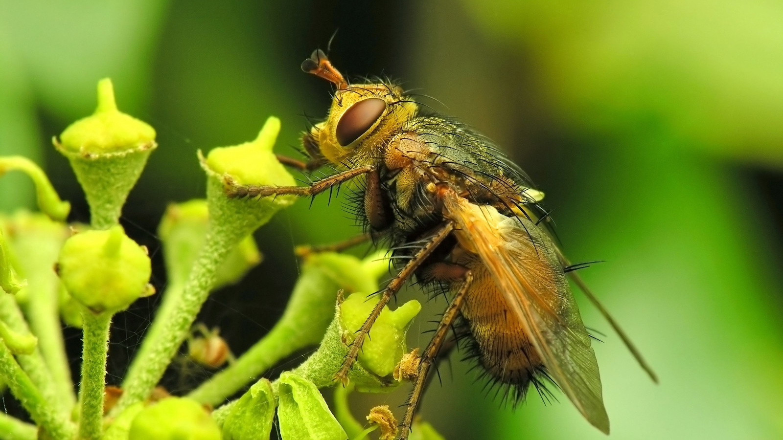 Муха на цветке