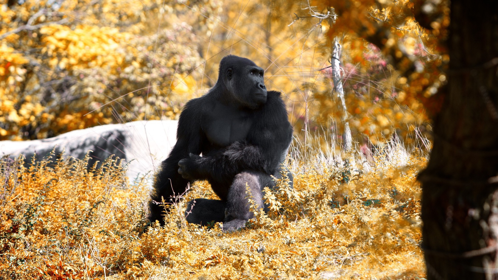 Горилла позирует фотографу