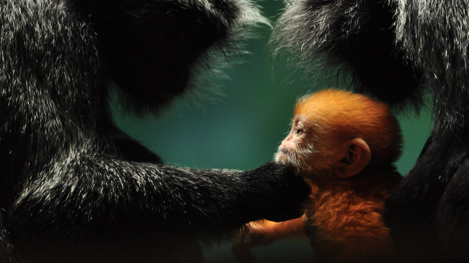 Обезьянья семья