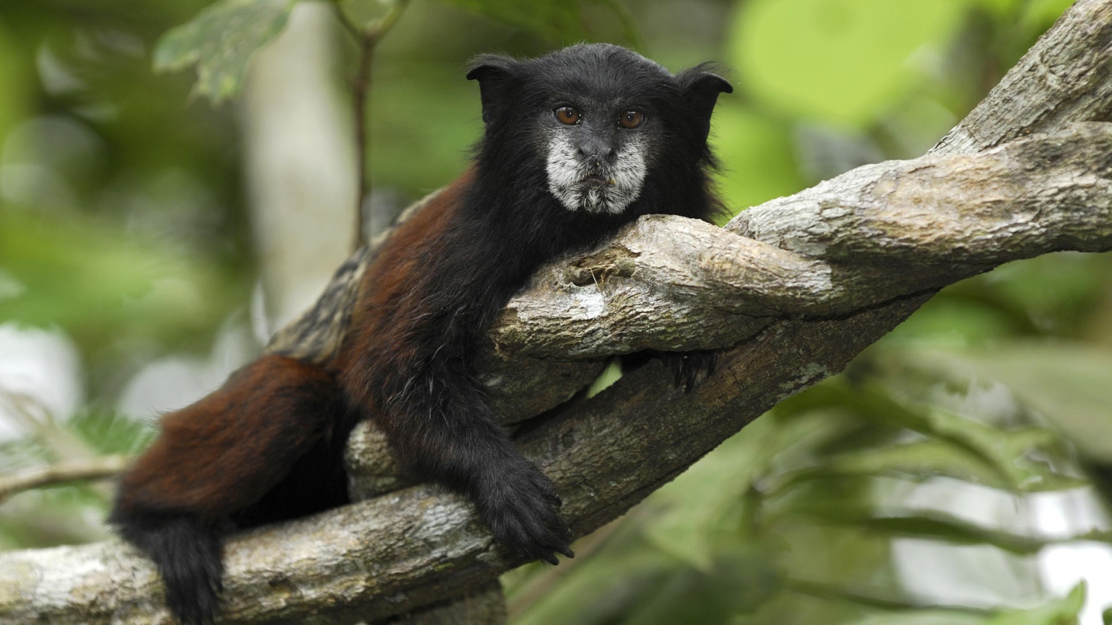 Тамарин в национальном парке Перу