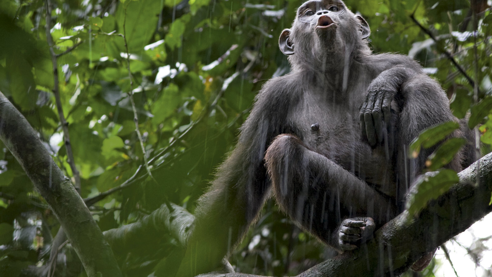 Обезьяна под дождем