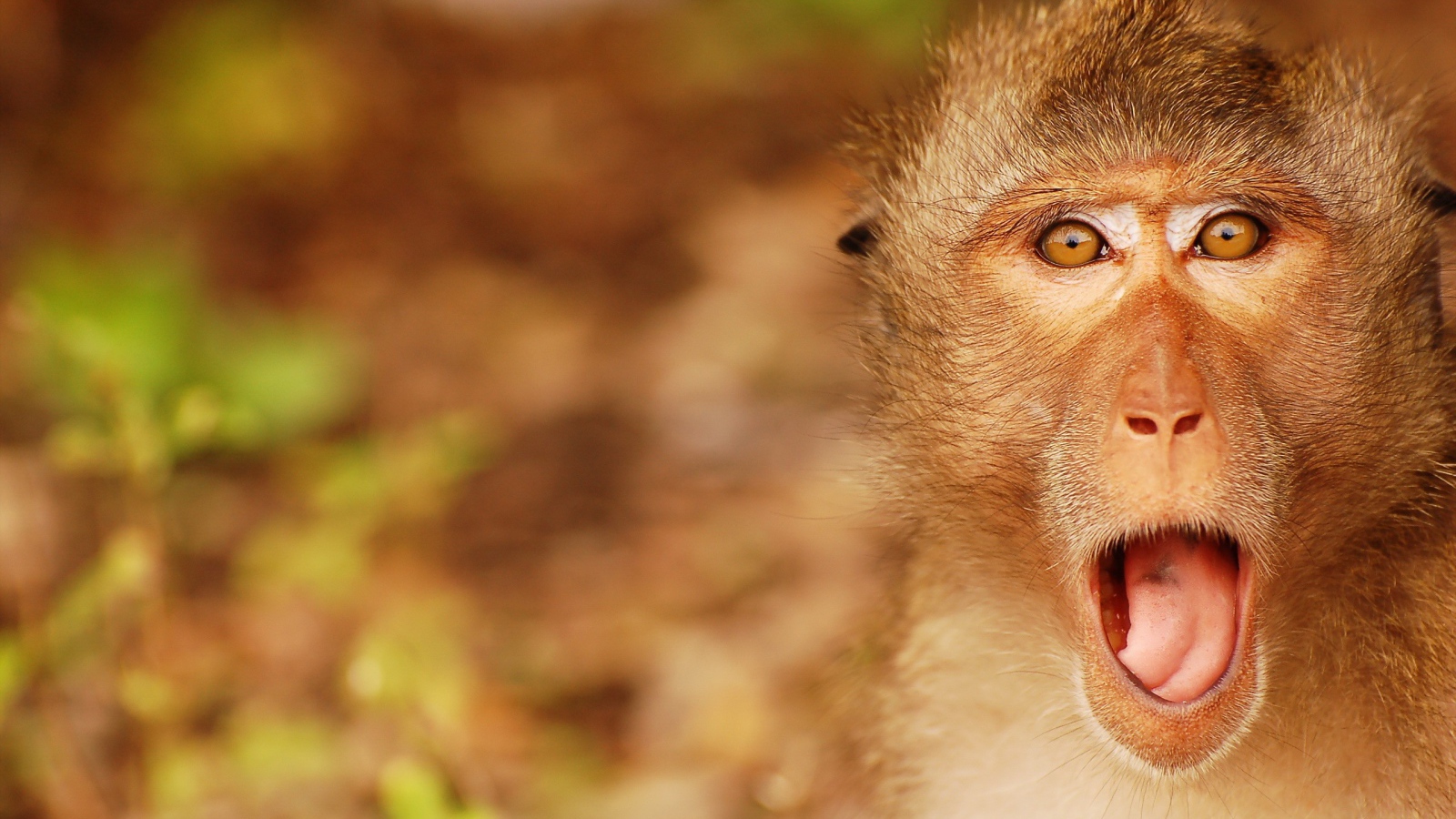 Обезьяна открыла рот