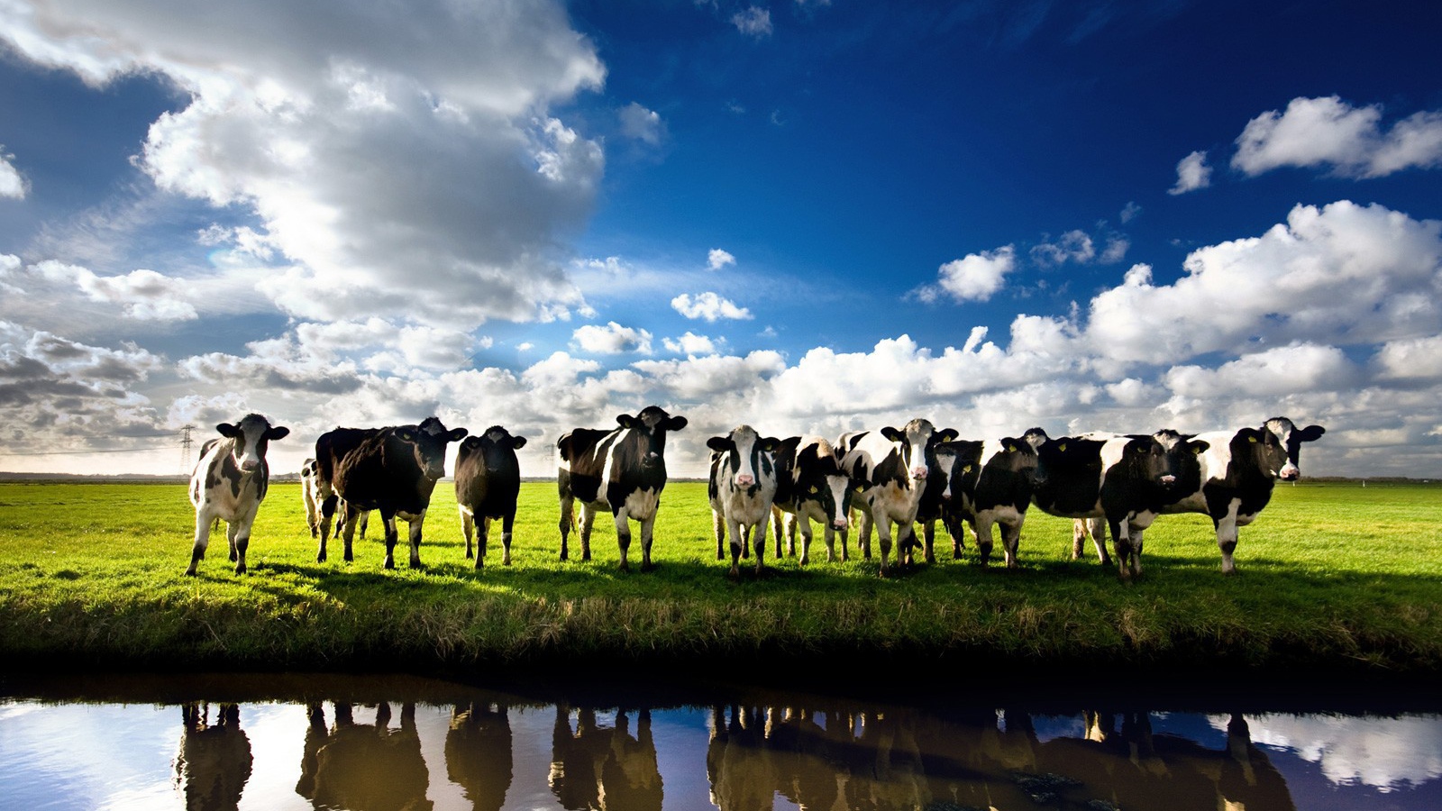 Коровы на берегу реки