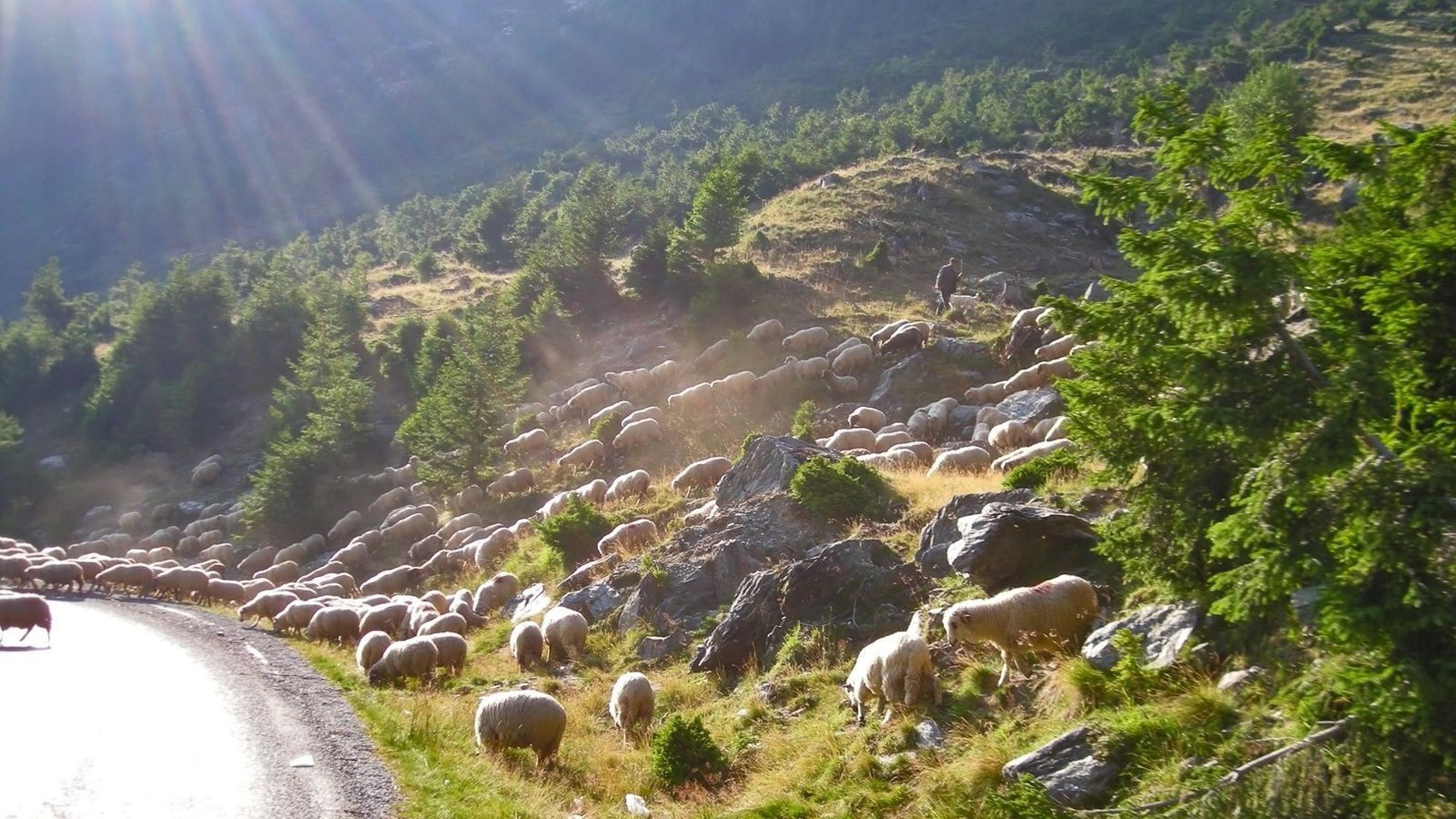 Стадо овец переходит дорогу