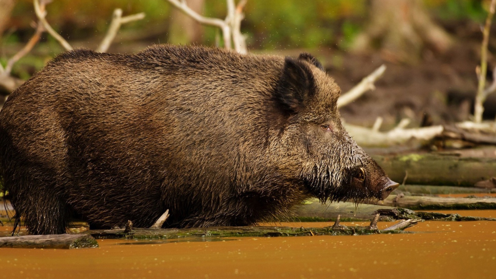 Кабан в болоте
