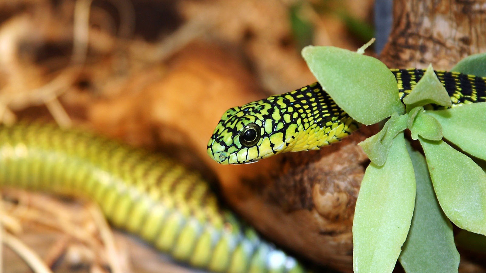 Зеленая змея